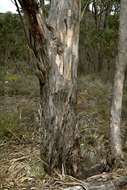 APII jpeg image of Eucalyptus cypellocarpa  © contact APII