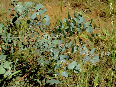 APII jpeg image of Eucalyptus bridgesiana  © contact APII