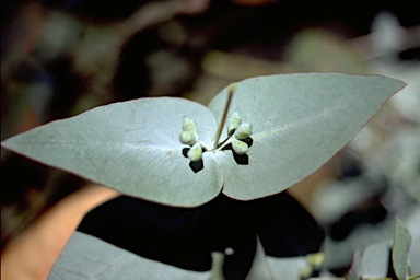 APII jpeg image of Eucalyptus cinerea subsp. cinerea  © contact APII