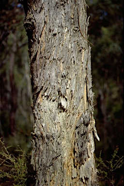 APII jpeg image of Eucalyptus goniocalyx  © contact APII