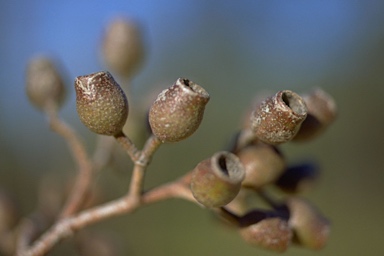 APII jpeg image of Corymbia trachyphloia  © contact APII