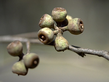 APII jpeg image of Eucalyptus caliginosa  © contact APII