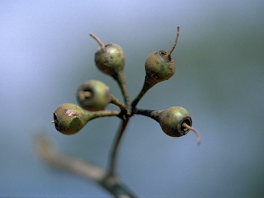 APII jpeg image of Eucalyptus socialis subsp. socialis  © contact APII