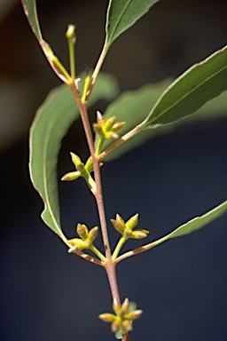 APII jpeg image of Eucalyptus quadrangulata  © contact APII