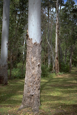 APII jpeg image of Eucalyptus grandis  © contact APII