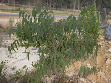 APII jpeg image of Eucalyptus planchoniana  © contact APII