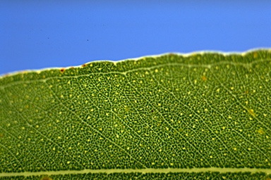 APII jpeg image of Eucalyptus paniculata  © contact APII