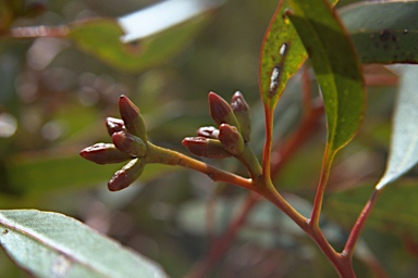 APII jpeg image of Eucalyptus phenax subsp. phenax  © contact APII