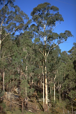 APII jpeg image of Eucalyptus deanei  © contact APII