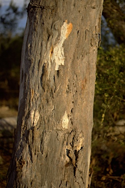 APII jpeg image of Eucalyptus bancroftii  © contact APII