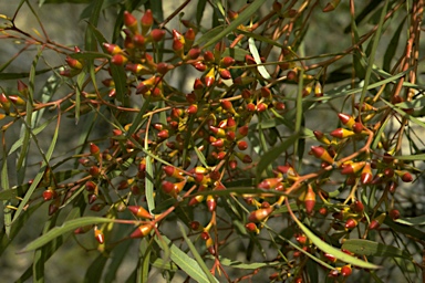 APII jpeg image of Eucalyptus dissimulata  © contact APII