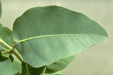 APII jpeg image of Eucalyptus peltata  © contact APII