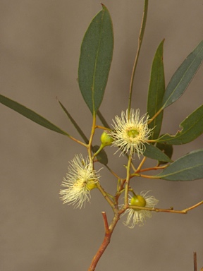 APII jpeg image of Eucalyptus leucoxylon subsp. stephaniae  © contact APII