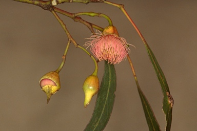 APII jpeg image of Eucalyptus leucoxylon subsp. leucoxylon  © contact APII