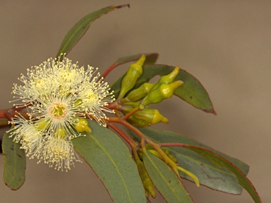 APII jpeg image of Eucalyptus incrassata  © contact APII