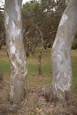 APII jpeg image of Eucalyptus leucoxylon subsp. megalocarpa  © contact APII