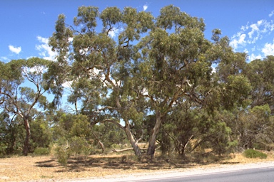 APII jpeg image of Eucalyptus leucoxylon subsp. stephaniae  © contact APII