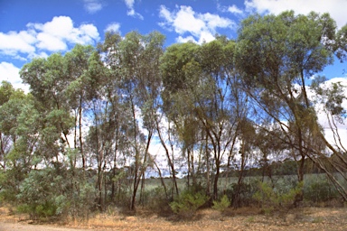 APII jpeg image of Eucalyptus polybractea  © contact APII