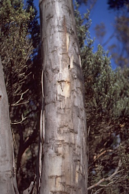 APII jpeg image of Eucalyptus coccifera  © contact APII