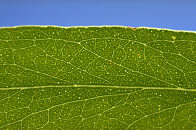 APII jpeg image of Eucalyptus radiata subsp. radiata  © contact APII