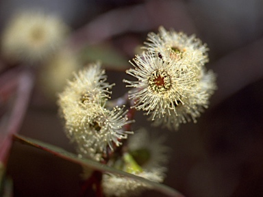 APII jpeg image of Eucalyptus coccifera  © contact APII