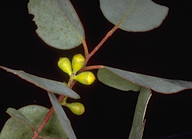 APII jpeg image of Eucalyptus rodwayi  © contact APII