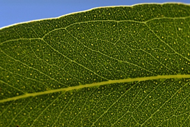 APII jpeg image of Eucalyptus melliodora  © contact APII