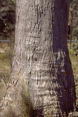 APII jpeg image of Eucalyptus blaxlandii  © contact APII