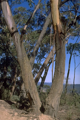 APII jpeg image of Eucalyptus smithii  © contact APII