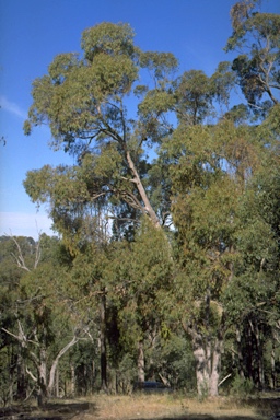 APII jpeg image of Eucalyptus banksii  © contact APII