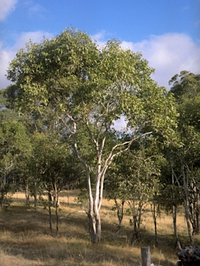 APII jpeg image of Eucalyptus amplifolia subsp. sessiliflora  © contact APII