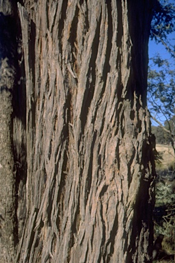 APII jpeg image of Eucalyptus cinerea subsp. cinerea  © contact APII