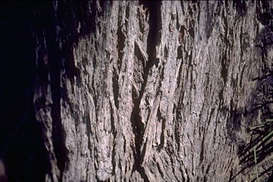 APII jpeg image of Eucalyptus sieberi  © contact APII