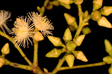 APII jpeg image of Eucalyptus glaucina  © contact APII