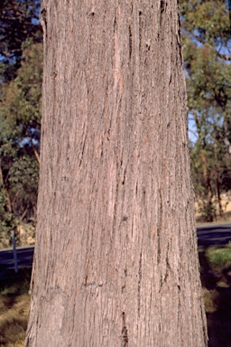 APII jpeg image of Eucalyptus caliginosa  © contact APII