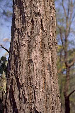 APII jpeg image of Eucalyptus melanophloia  © contact APII