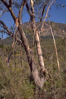 APII jpeg image of Eucalyptus falciformis subsp. falciformis  © contact APII