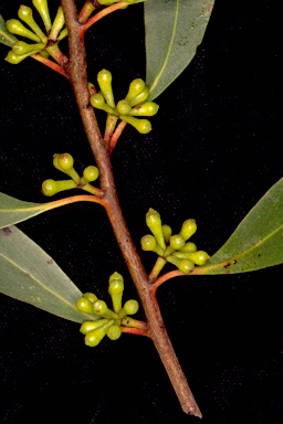 APII jpeg image of Eucalyptus falciformis subsp. falciformis  © contact APII