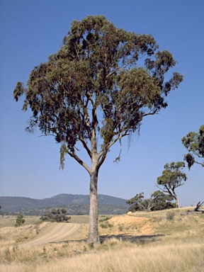 APII jpeg image of Eucalyptus conica  © contact APII