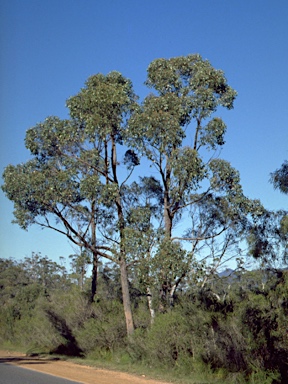 APII jpeg image of Eucalyptus baxteri  © contact APII