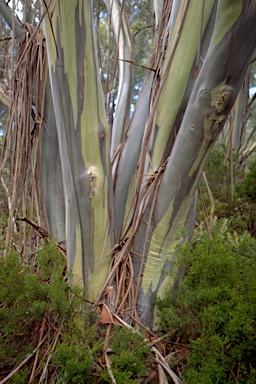 APII jpeg image of Eucalyptus pauciflora subsp. acerina  © contact APII