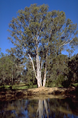 APII jpeg image of Eucalyptus camaldulensis subsp. camaldulensis  © contact APII