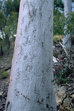 APII jpeg image of Eucalyptus racemosa  © contact APII