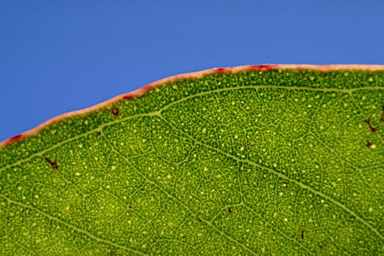 APII jpeg image of Eucalyptus umbra  © contact APII