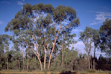 APII jpeg image of Eucalyptus chloroclada  © contact APII