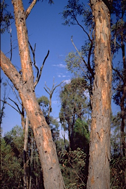 APII jpeg image of Eucalyptus chloroclada  © contact APII