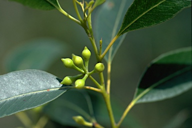 APII jpeg image of Eucalyptus acmenoides  © contact APII