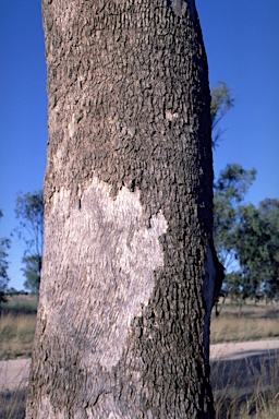 APII jpeg image of Eucalyptus populnea  © contact APII