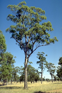 APII jpeg image of Eucalyptus microcarpa  © contact APII