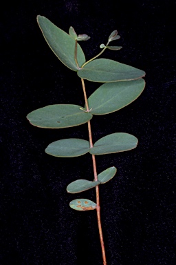 APII jpeg image of Eucalyptus saxatilis  © contact APII